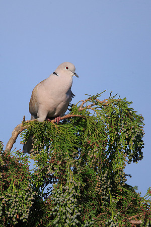 Collared Dove