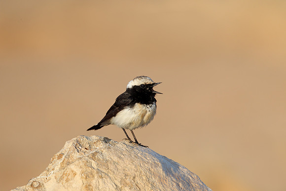 Cyprus Pied Wheatear