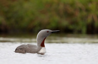 Red-throated Diver