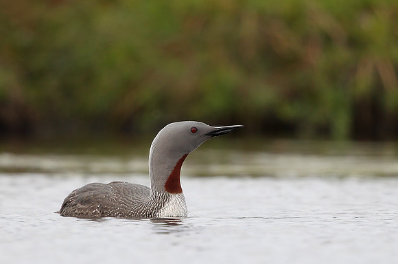 Red-throated Diver