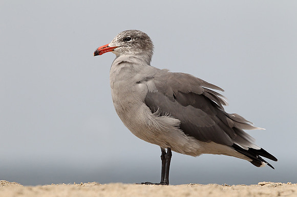 Heermann's Gull