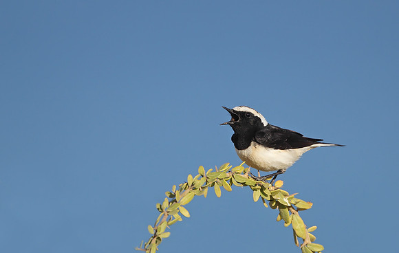 Cyprus Pied Wheatear