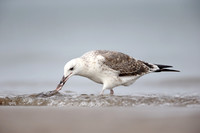 Heuglin's Gull