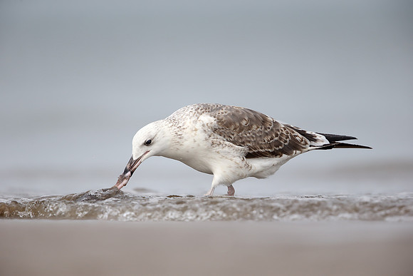 Heuglin's Gull
