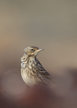 Rock Pipit