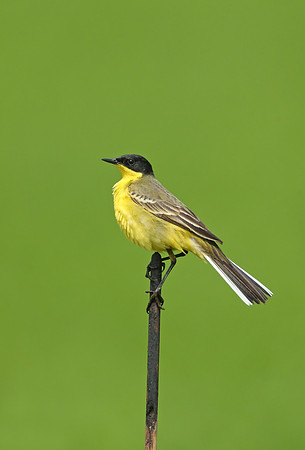 Black-headed Wagtail