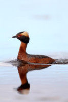 Slavonian Grebe