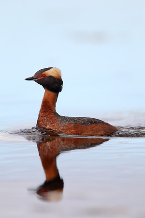 Slavonian Grebe