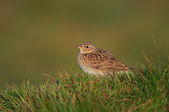 Skylark