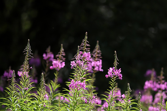 Willow Herb Robert