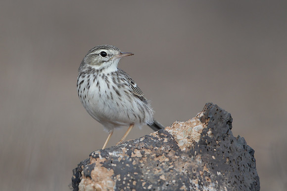 Berthelot's Pipit