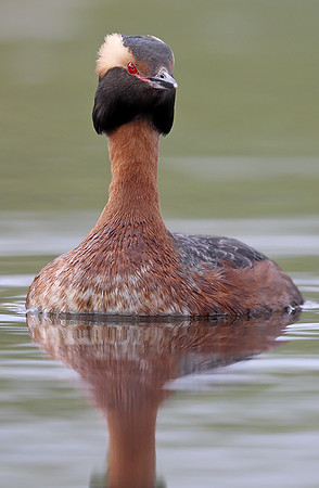 Slavonian Grebe