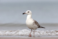 Heuglin's Gull