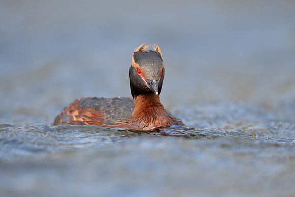 Slavonian Grebe