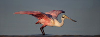 Roseate Spoonbill