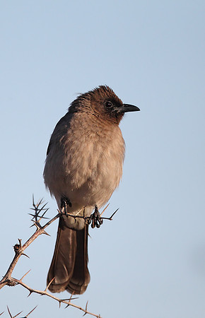 Common Bulbul