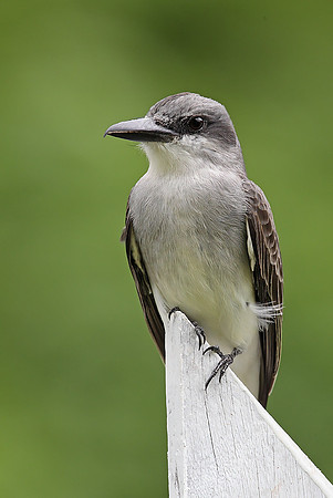 Grey Kingbird