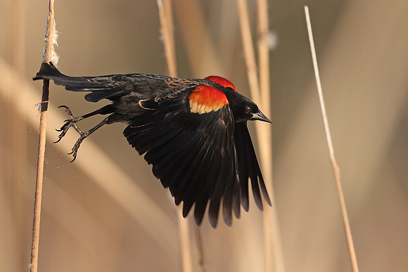 Red-winged Blackbird