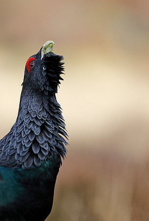 Capercaillie