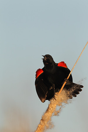 Red-winged Blackbird