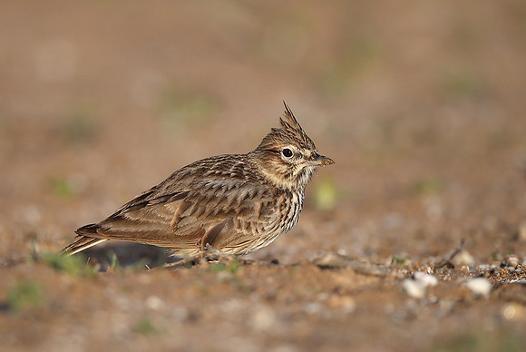 Thekla Lark