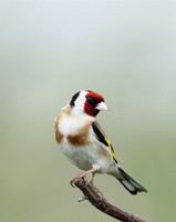 Finches