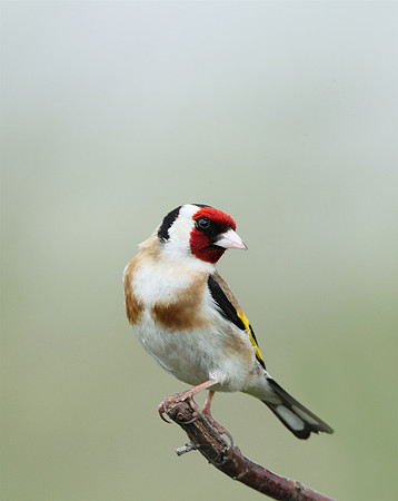 Goldfinch