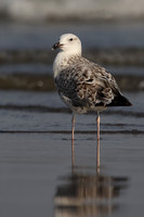 Heuglin's Gull
