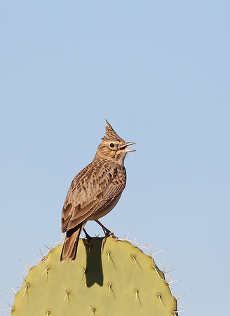 Thekla Lark