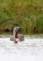 Red-throated Diver