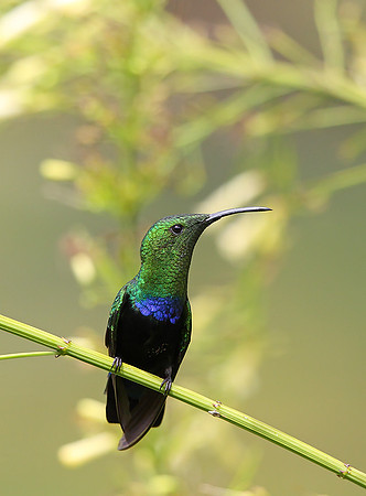 Green-throated Carib