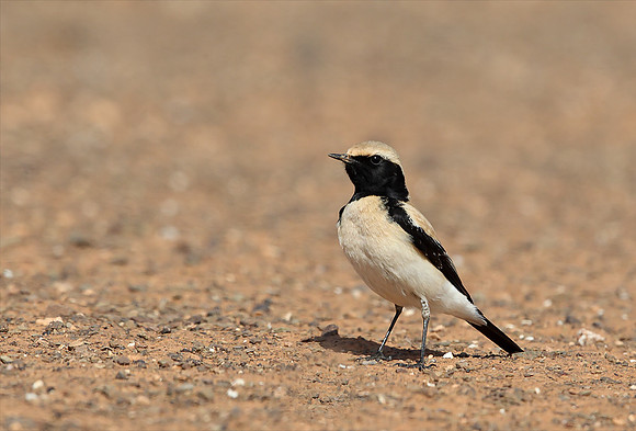 Desert Wheatear