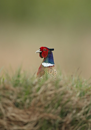 Pheasant