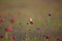 Isabelline Wheatear
