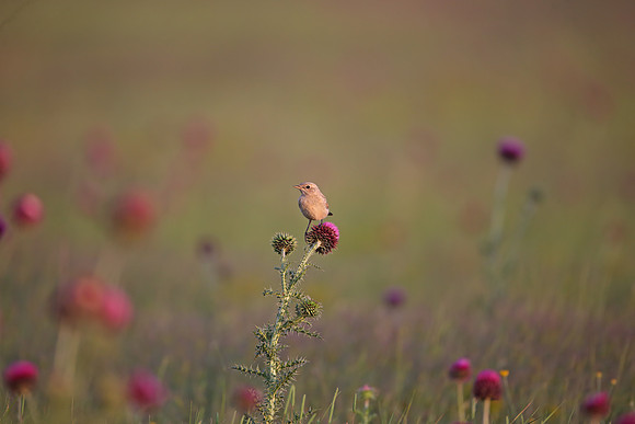 Isabelline Wheatear