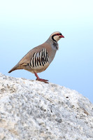 Chukar Partridge