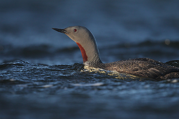 Red-throated Diver