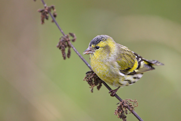 Siskin