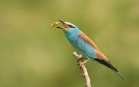 Roller