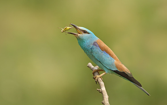 Roller