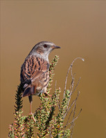 Dunnock