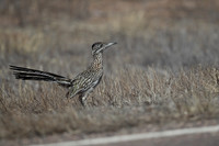 Greater Roadrunner