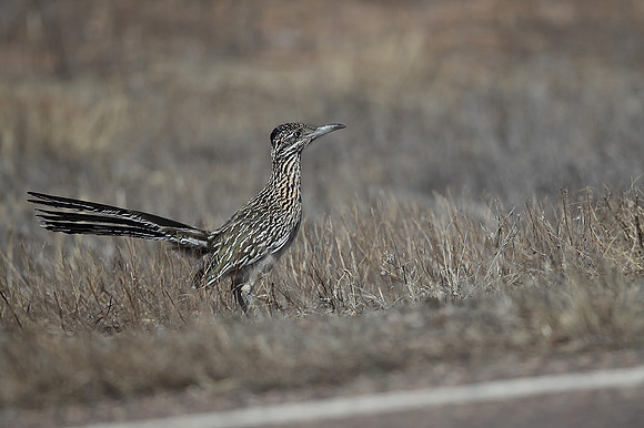 Greater Roadrunner