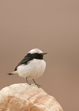 Mourning Wheatear