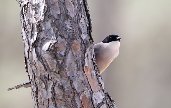 Azure-winged Magpie
