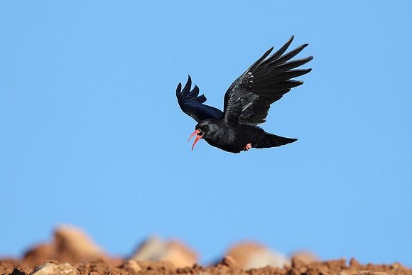 Chough