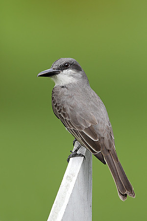Grey Kingbird