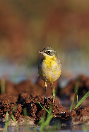 Yellow Wagtail