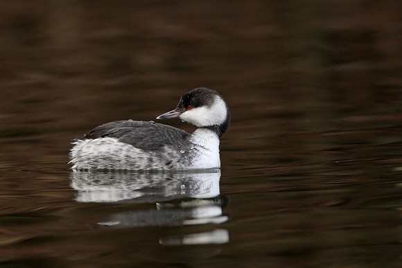 Slavonian Grebe