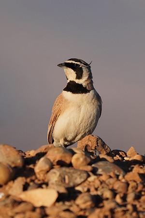 Temminck's Lark